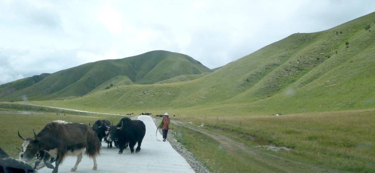 qinghai02.jpg